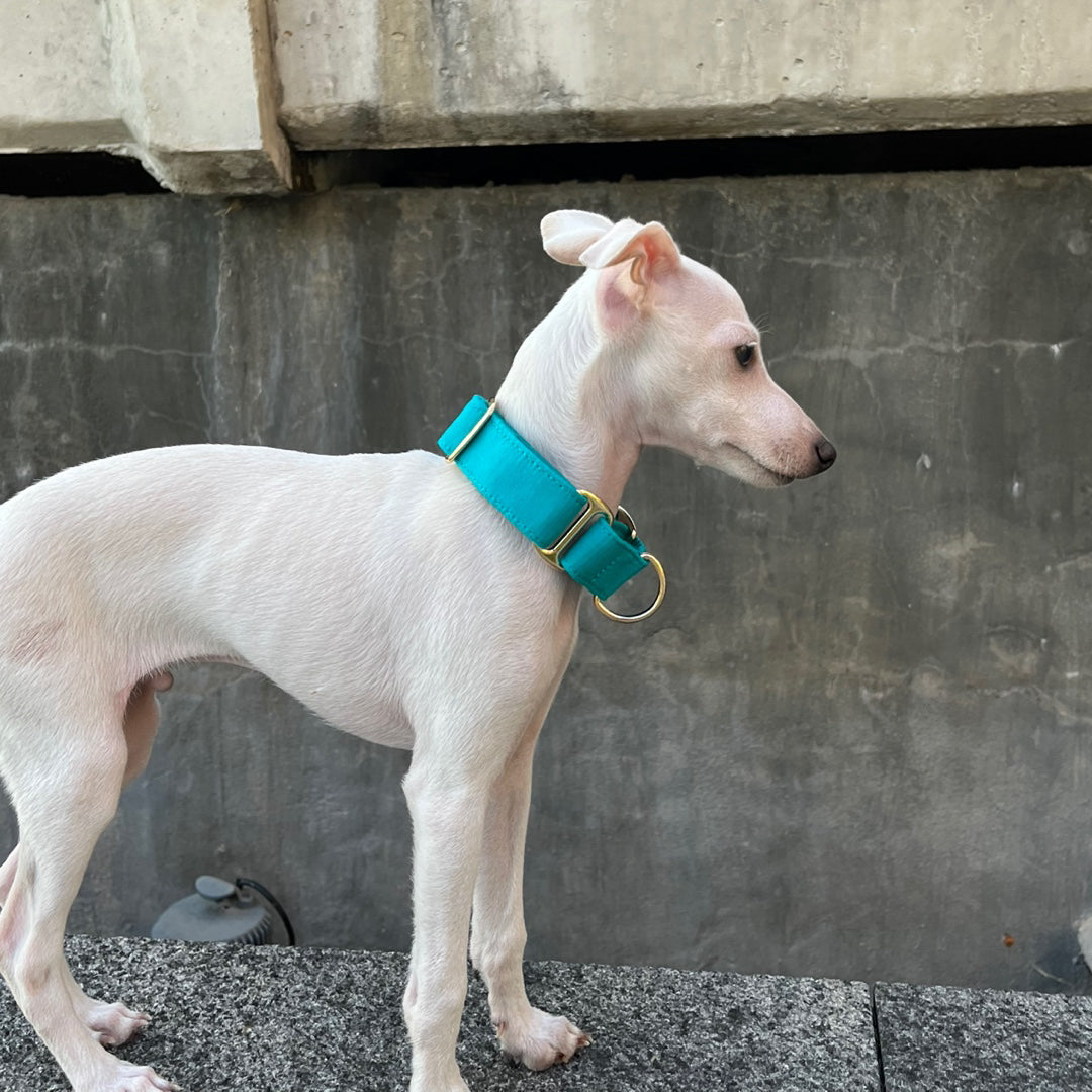 Italian Greyhound Collar